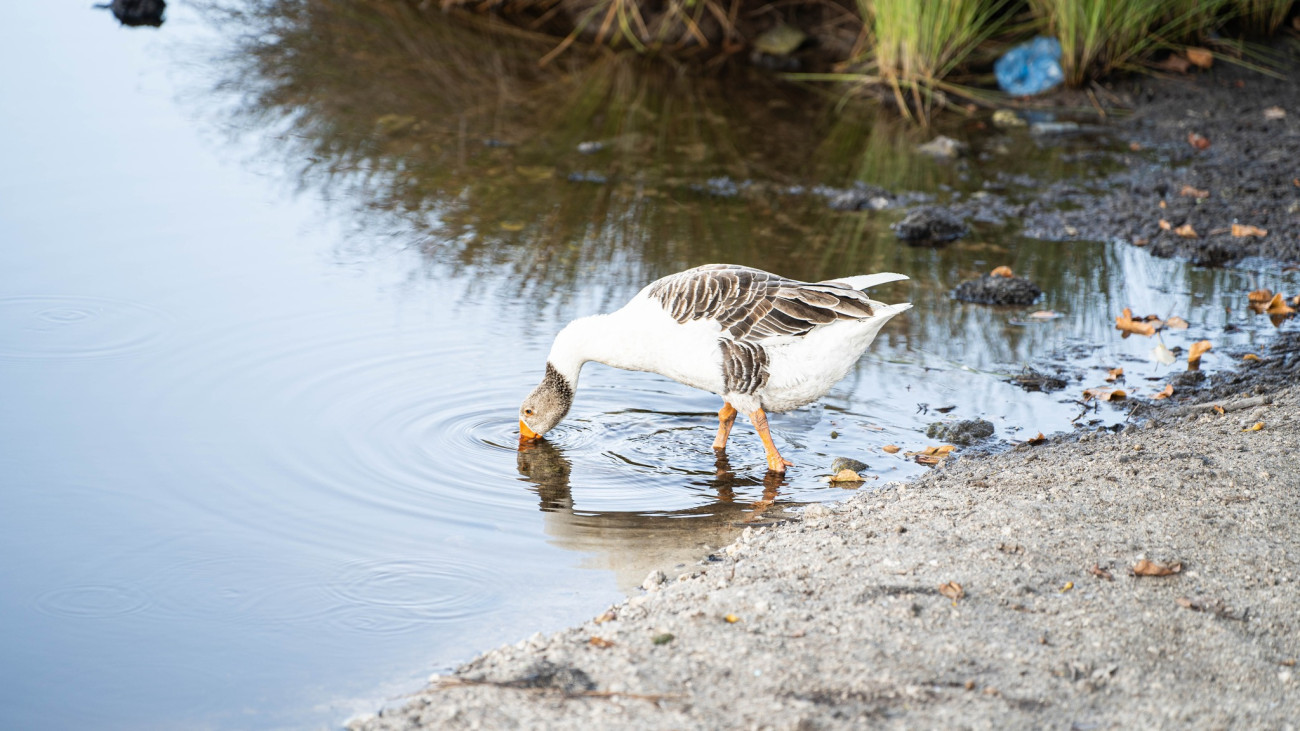 ދެކޮނު ކުޅި ތަރައްޤީ ކުރުމުގެ މަޝްރޫޢު